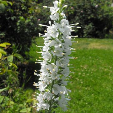 Veronica spicata Icicle