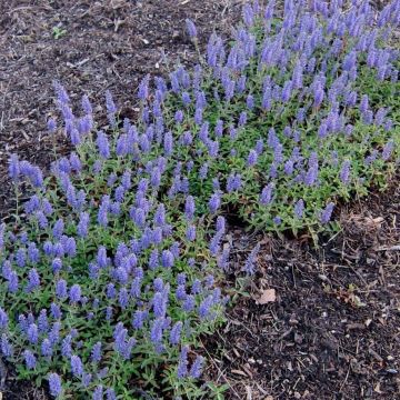 Veronica spicata Nana Blue