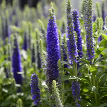 Veronica spicata Royal Candles