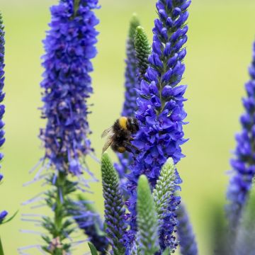 Veronica spicata Ulster Blue Dwarf