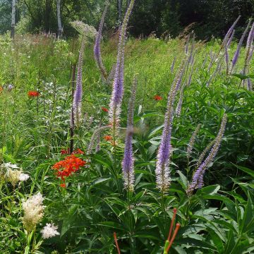 Veronicastrum sibiricum