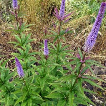 Veronicastrum virginicum Cupid