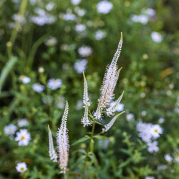 Veronicastrum virginicum Diane