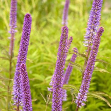 Veronicastrum virginicum Red Arrows