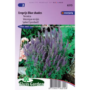 Veronica spicata Blue Shades