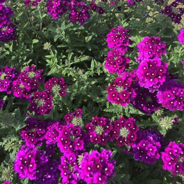 Verbena Endurascape Purple Imp