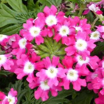 Verbena Virgo Candy Cane