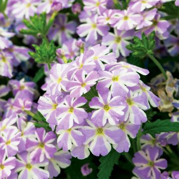 Verbena Virgo Lavender Star