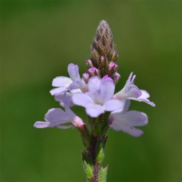 Verbena officinalis Bio - Verbena comune