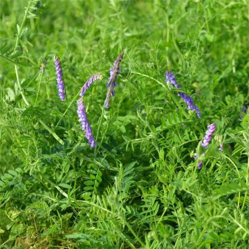 Vicia villosa - Veccia pelosa