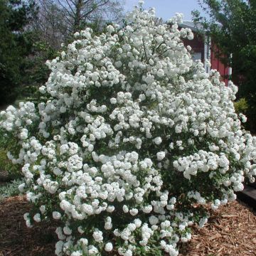 Viburnum Pragense