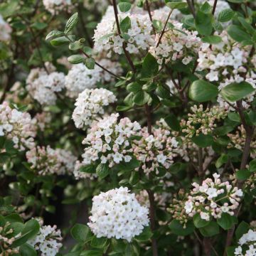 Viburnum burkwoodii Ann Russell