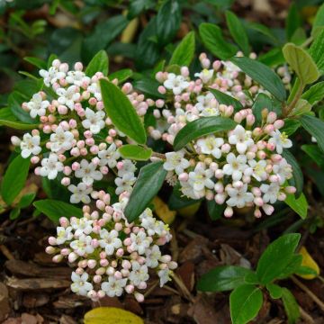 Viburnum burkwoodii Conoy