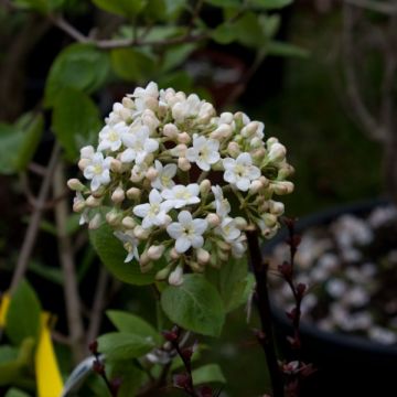 Viburnum carlcephalum