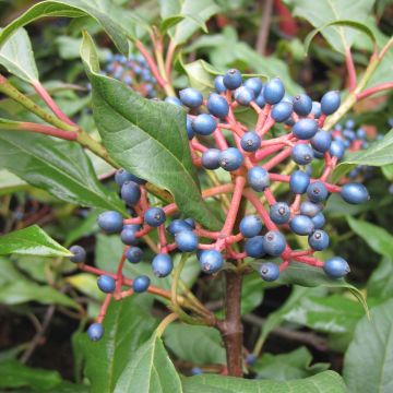 Viburnum davidii Jermyns Globe