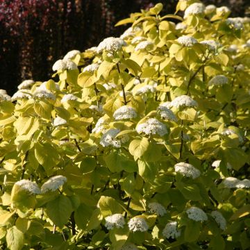 Viburnum lantana Aureum