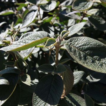 Viburnum lantana Mohican