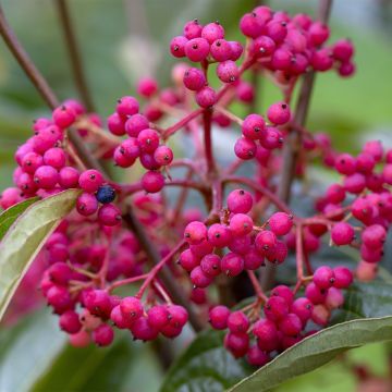 Viburnum nudum Brandywine