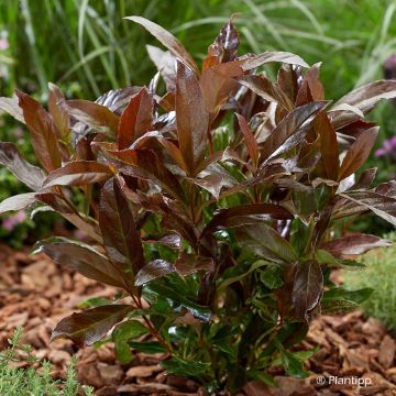 Viburnum odoratissimum Coppertop - Viburno dolce