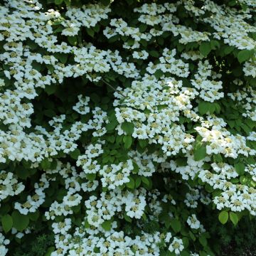 Viburnum plicatum Cascade