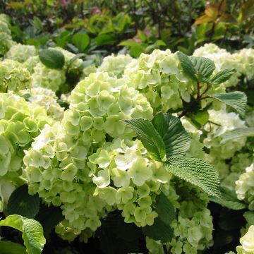 Viburnum plicatum Rotundifolium