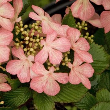 Viburnum plicatum Pink Beauty