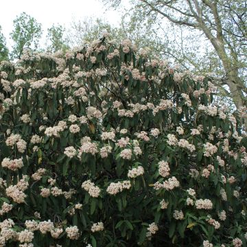 Viburnum rhytidophyllum - Viburno dalle foglie rugose