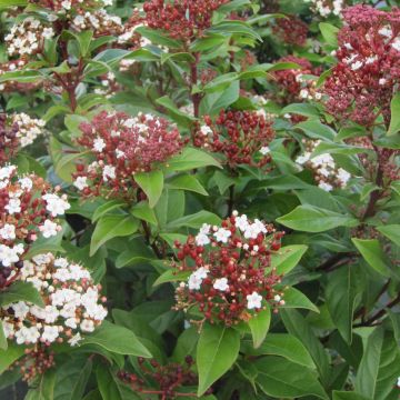 Viburnum tinus Lisarose