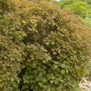 Viburnum trilobum Bailey Compact