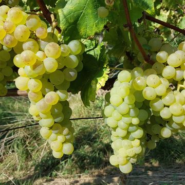 Vite Chasselas De Fontainebleau