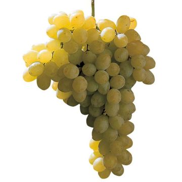 Vite da tavola Sultanina Bianca (Thomson seedless)