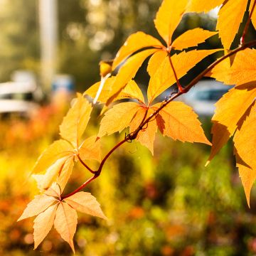 Parthenocissus quinquefolia Yellow Wall - Vite americana