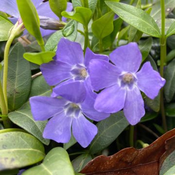 Vinca major - Pervinca maggiore