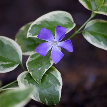 Vinca minor Argenteovariegata - Pervinca minore