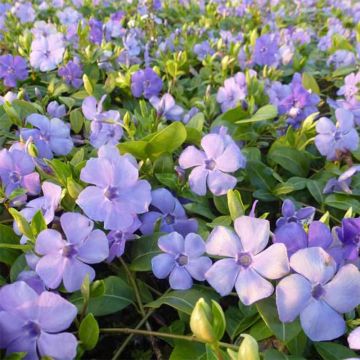 Vinca minor Flower Power - Pervinca minore