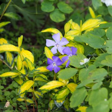 Vinca minor Illumination - Pervinca minore