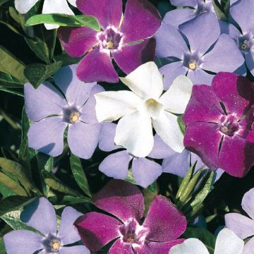 Vinca minor Sebastian's Beste - Pervinca minore