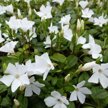 Vinca minor White Power - Pervinca minore