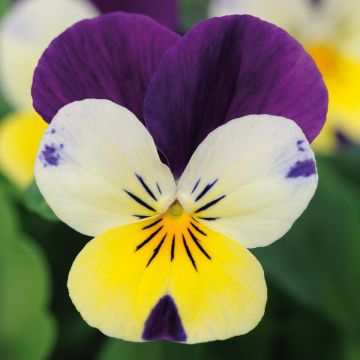 Viola cornuta Lemon Jump-Up