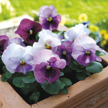 Viola Alpha F1 Pink Shades