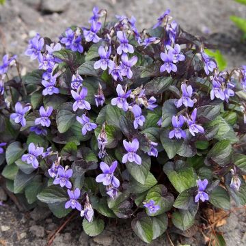 Viola riviniana var. purpurea