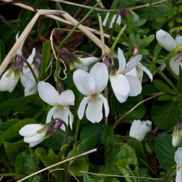 Viola mammola Alba