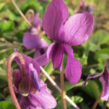 Viola mammola Red Charm