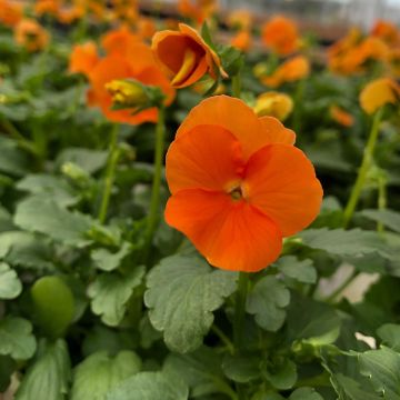 Viola cornuta F1 Penny Orange