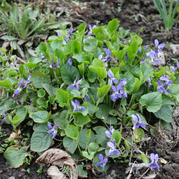 Viola reichenbachiana - Viola silvestre