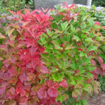 Viburnum trilobum Spring Red Compact