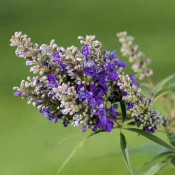 Vitex agnus-castus Blue Puffball - Agnocasto