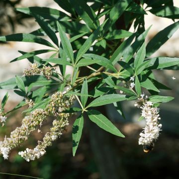 Vitex agnus-castus Albus - Agnocasto