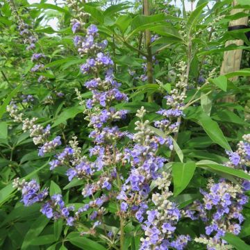 Vitex agnus-castus Magical Summertime Blues - Agnocasto