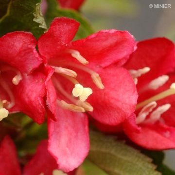 Weigelia Nain rouge